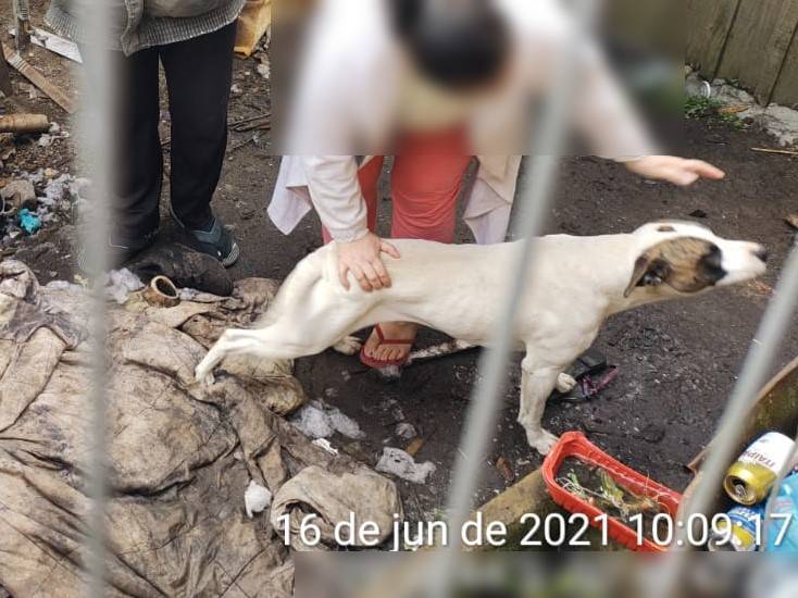 Muher acariciando um cachorro