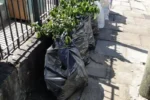 residuos verdes (1)