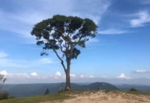 Academia Municipal promoverá caminhada com piquenique no Morro Pelado