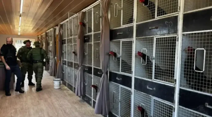 Liminar suspende sacrifício de aves apreendidas em Gramado após mandado de segurança da defesa