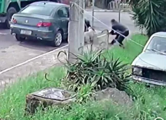 Polícia Civil esclarece morte de pitbull em Canela e aponta que animal foi contido para evitar novos ataques