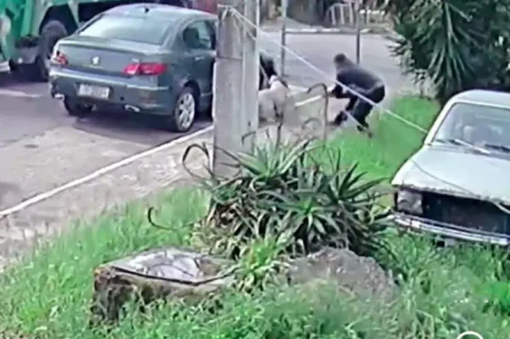 Polícia Civil esclarece morte de pitbull em Canela e aponta que animal foi contido para evitar novos ataques