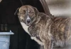 Canela terá feira de adoção e bênção aos animais neste sábado