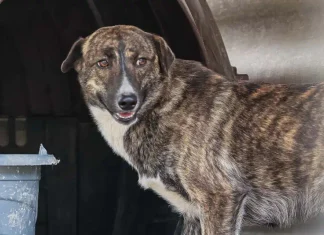 Canela terá feira de adoção e bênção aos animais neste sábado