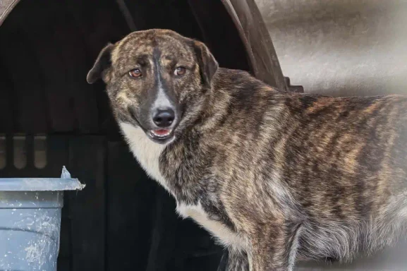 Canela terá feira de adoção e bênção aos animais neste sábado