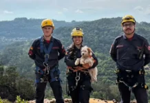 Bombeiros realizam resgate em altura para salvar cão preso em cânion de Gramado