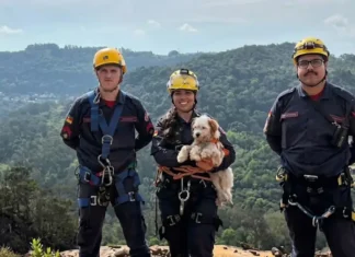 Bombeiros realizam resgate em altura para salvar cão preso em cânion de Gramado