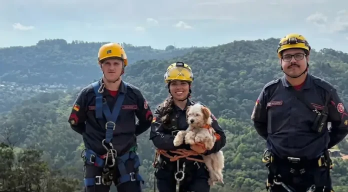 Bombeiros realizam resgate em altura para salvar cão preso em cânion de Gramado